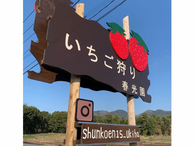 コロナ対策中 4月 5月 3周年記念 いちご狩り あまおう含む5品種60分食べ放題 春光園 じゃらん遊び体験 コロナ対策中 4月 5月 3周年記念 いちご狩り あまおう含む5品種60分食べ放題 春光園 じゃらん遊び体験