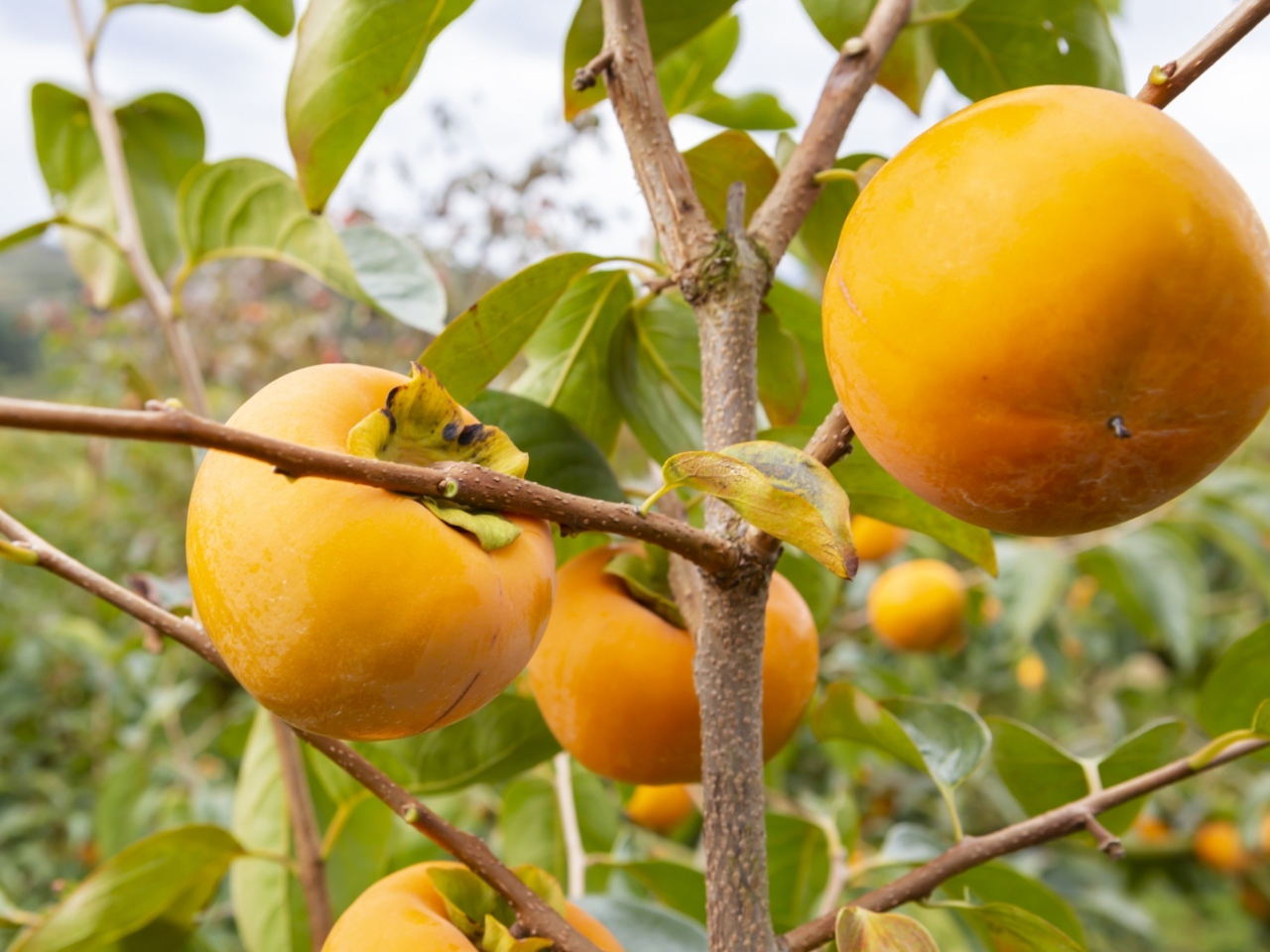 柿の王様とも呼ばれる【富有柿】です