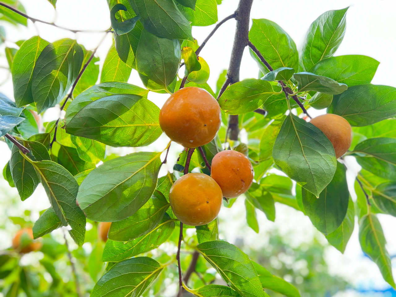 10{葁̂́yxL`zn܂܂