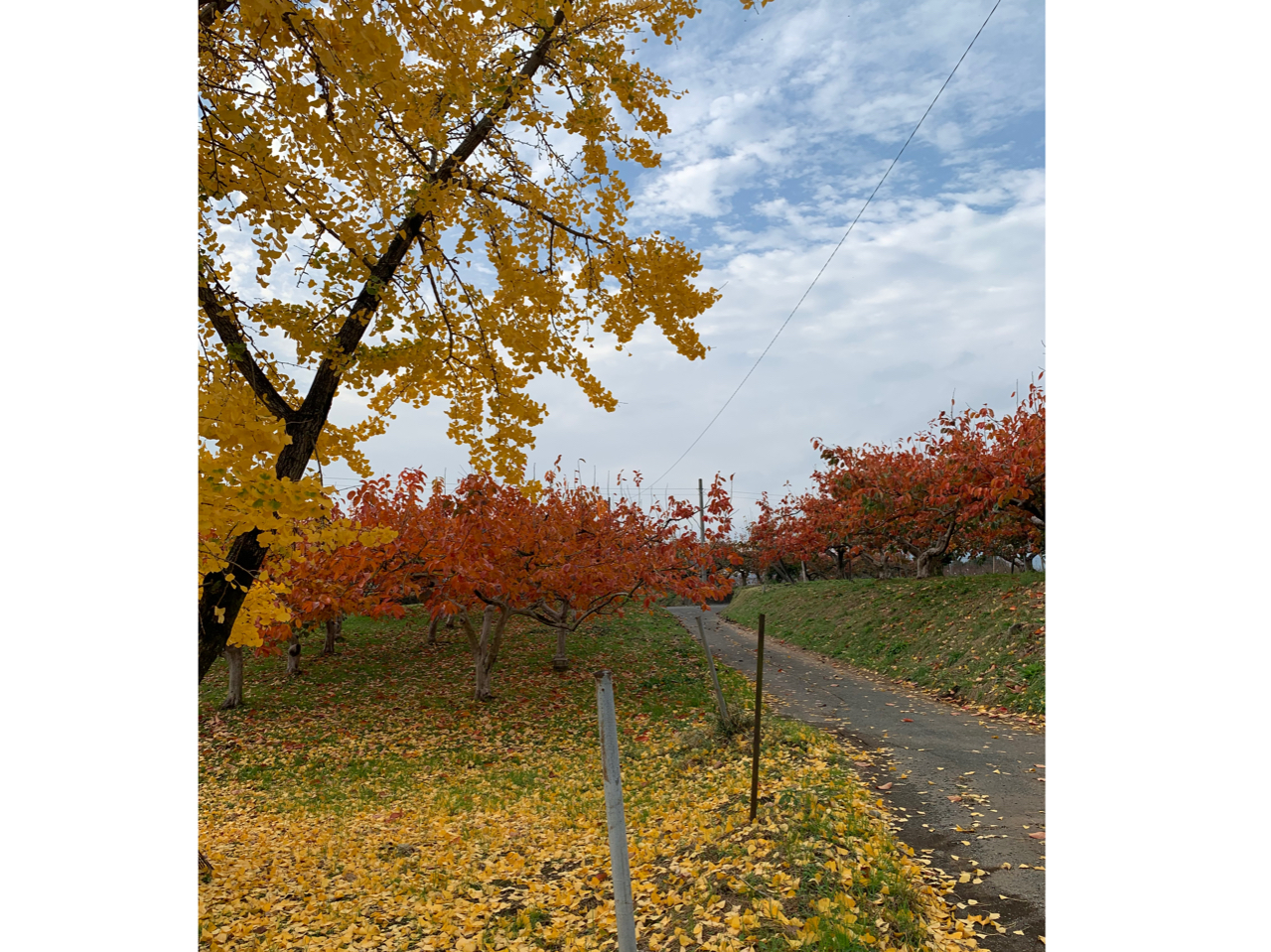 `̗t̍gtƂĂYłB`肾łȂAlGĂ݂ĂB