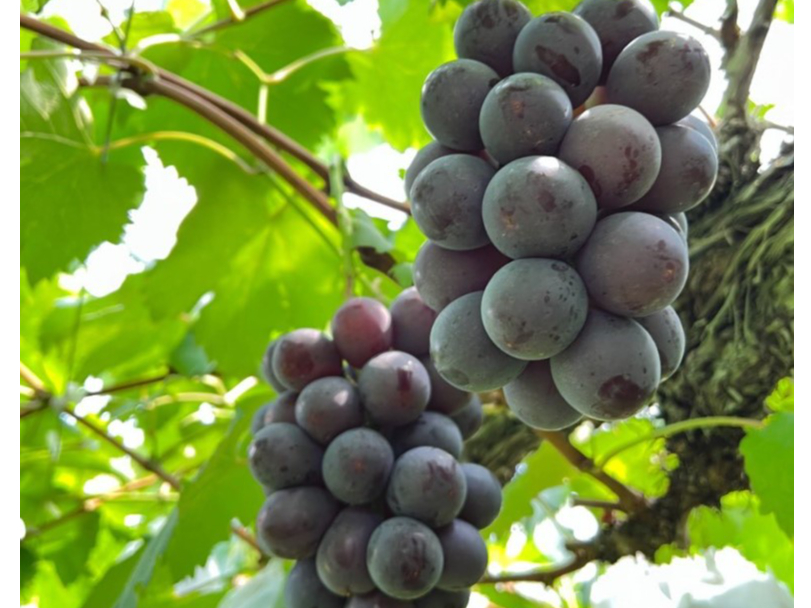 ◇2024年お盆期間◇【ぶどう狩り＊巨峰（種あり)＊1kg（3房前後