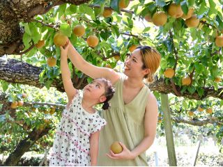 2025年も開催!大人気*春光園で梨狩りを♪