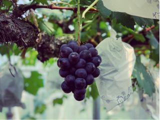 湧き水で育った新鮮なぶどう♪