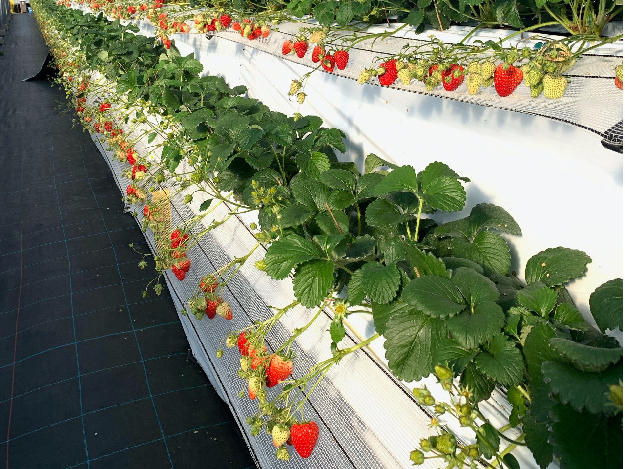 ���q�l�₨�N���ɂ����������i���̍��ݍ͔|���聝