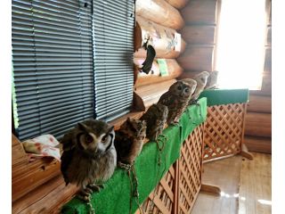 21年 平日 当日予約可能 癒やしのフクロウ 人気のハリネズミ ウサギにインコと触れ合える フリータイムにソフトドリンク飲み放題付き ふくろうカフェ Ricky秋田店 じゃらん遊び体験 21年 平日 当日予約可能 癒やしのフクロウ 人気のハリネズミ ウサギにインコと触れ合える フリータイムにソフトドリンク飲み放題付き ふくろうカフェ Ricky秋田店 じゃらん遊び体験
