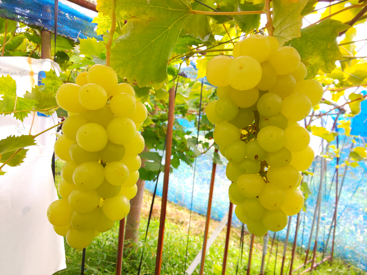 バナナと葡萄 バナナと葡萄