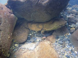 相席食堂でも紹介された鴨川源流域での古代生物オオサンショウウオウオッチ!