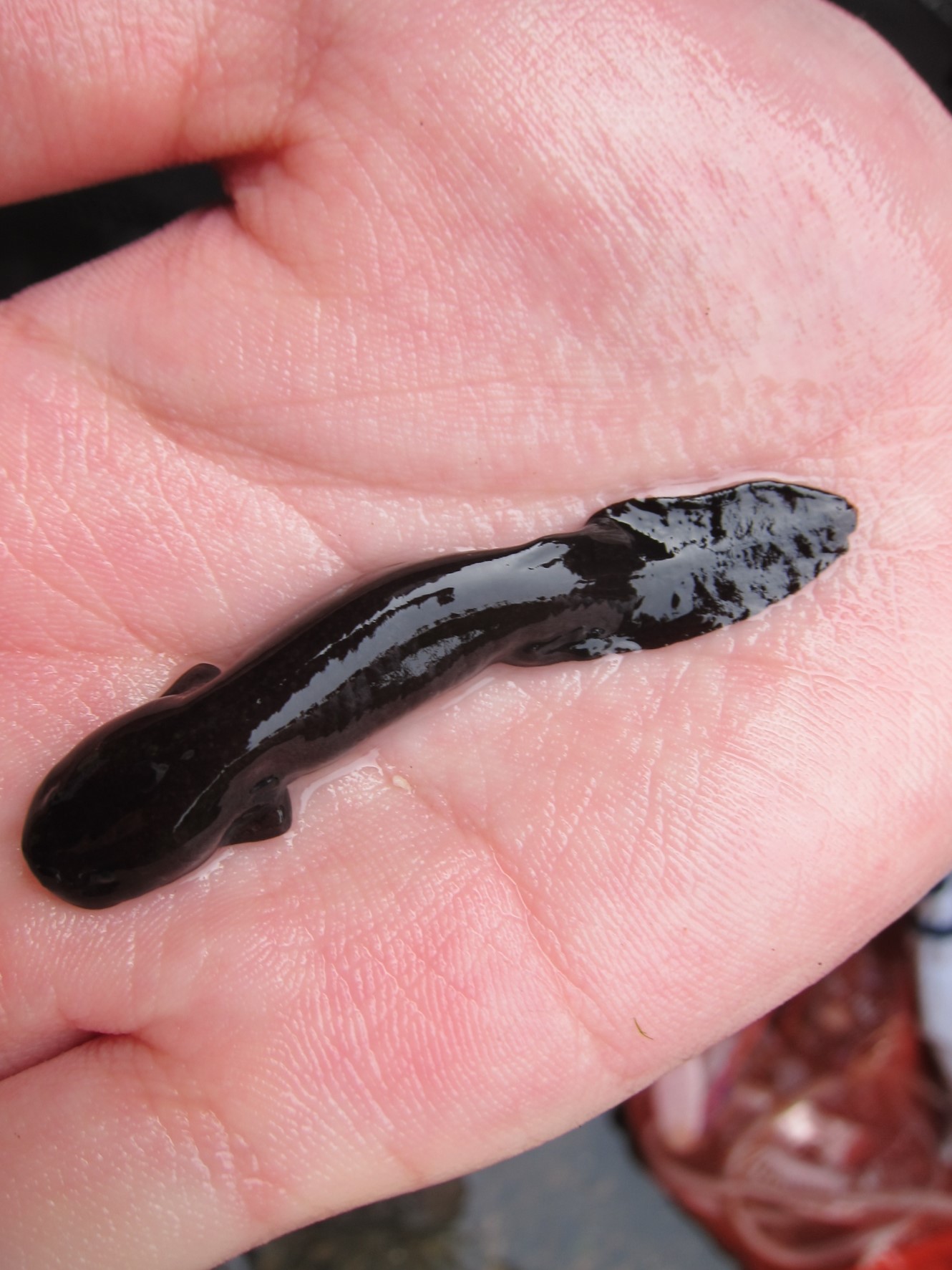 時にはこんなにかわいい赤ちゃんも