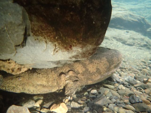 とても大きなオオサンショウウオを水中でしかも間近で見ることも。