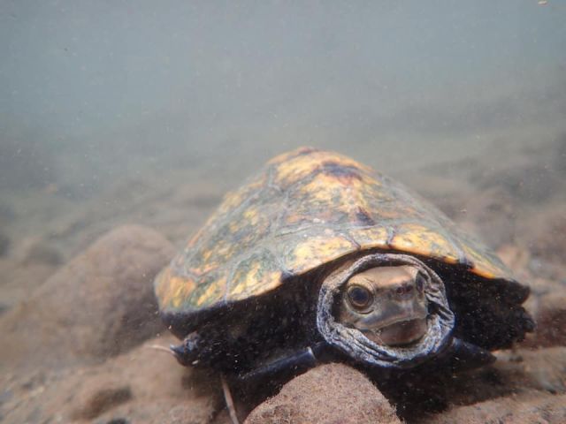 貴重なイシガメ