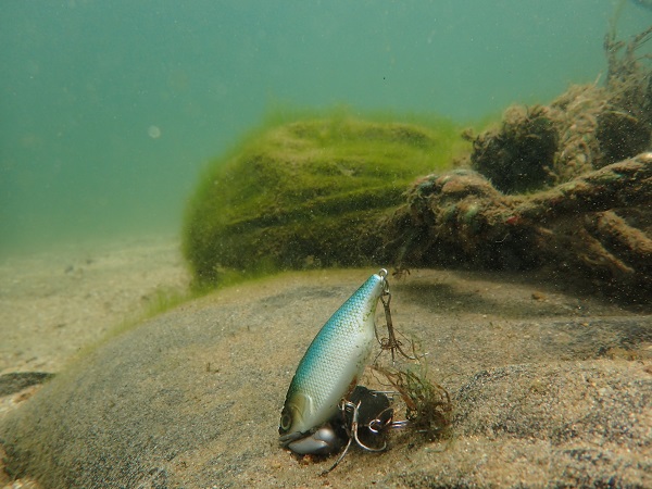 Sdgs 日本一の湖 琵琶湖でダイビングしてみよう 日帰り２ビーチ琵琶湖ダイブ 淡水の生態観察にお勧め ダイビングスクール ブルーピーター じゃらん遊び体験