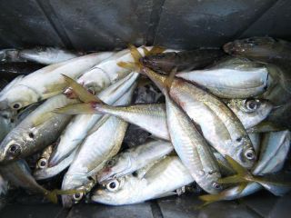 鳥羽 釣り アジ釣りプラン 1年中受付可能 氷 撒き餌付き 国盛丸 じゃらん遊び体験