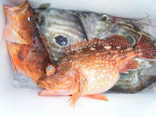 鳥羽 釣り 最小催行人数5人 オニカサゴ釣りプラン 1年中受付可能 氷 餌付き 国盛丸 じゃらん遊び体験