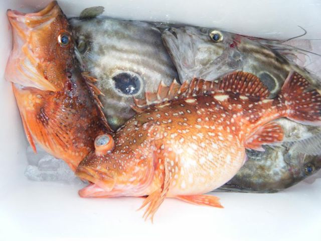 鳥羽 釣り 最小催行人数5人 オニカサゴ釣りプラン 1年中受付可能 氷 餌付き 国盛丸 じゃらん遊び体験 鳥羽 釣り 最小催行人数5人 オニカサゴ釣りプラン 1年中受付可能 氷 餌付き 国盛丸 じゃらん遊び体験