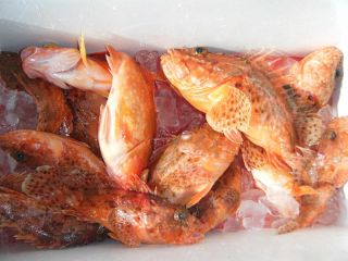 鳥羽 釣り 最小催行人数5人 オニカサゴ釣りプラン 1年中受付可能 氷 餌付き 国盛丸 じゃらん遊び体験