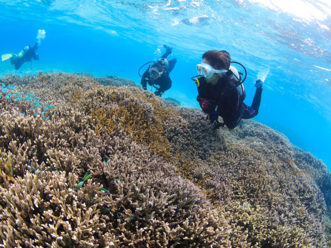 {Ó̃r[`ɂ̓LCȃTS񐶑Ă܂