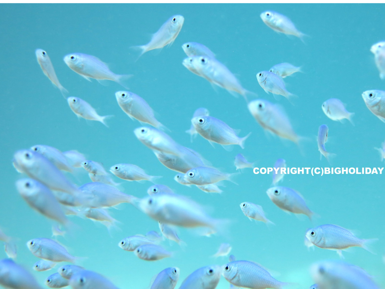 ʂ悤ȐΐF̑̐F͓IȃfoXY_CAڂ̑OŌꂿႤI