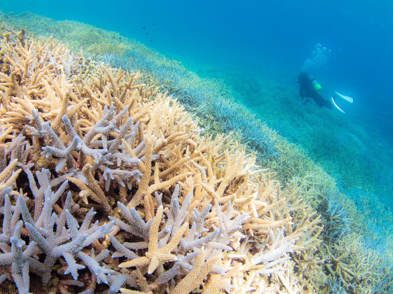 {Ó̃r[`ɂ̓LCȃTS񐶑Ă܂