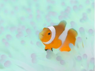 海に入ればすぐ小さな生物たちが出迎えてくれます