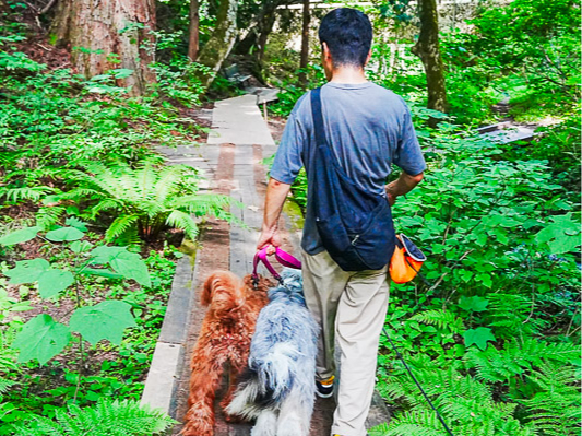 �����U�􂩂�̃h�b�N����