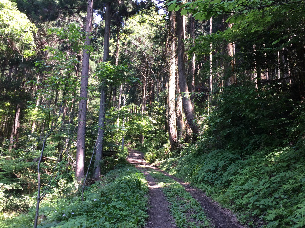 ԏꂩ̓oR͊Ki܂ތX΂܂̂ł肨zB