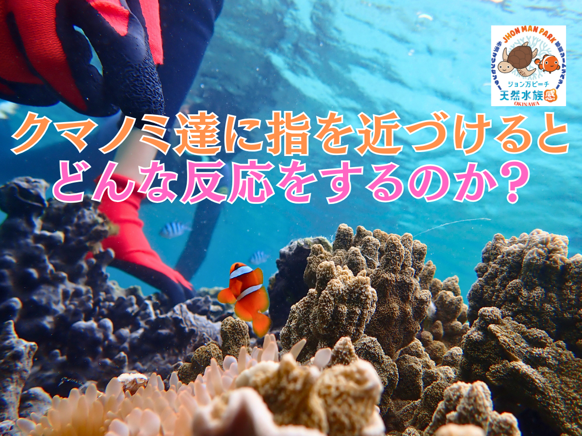 N}m~Ɏw߂ÂƁAǂȔ̂cH