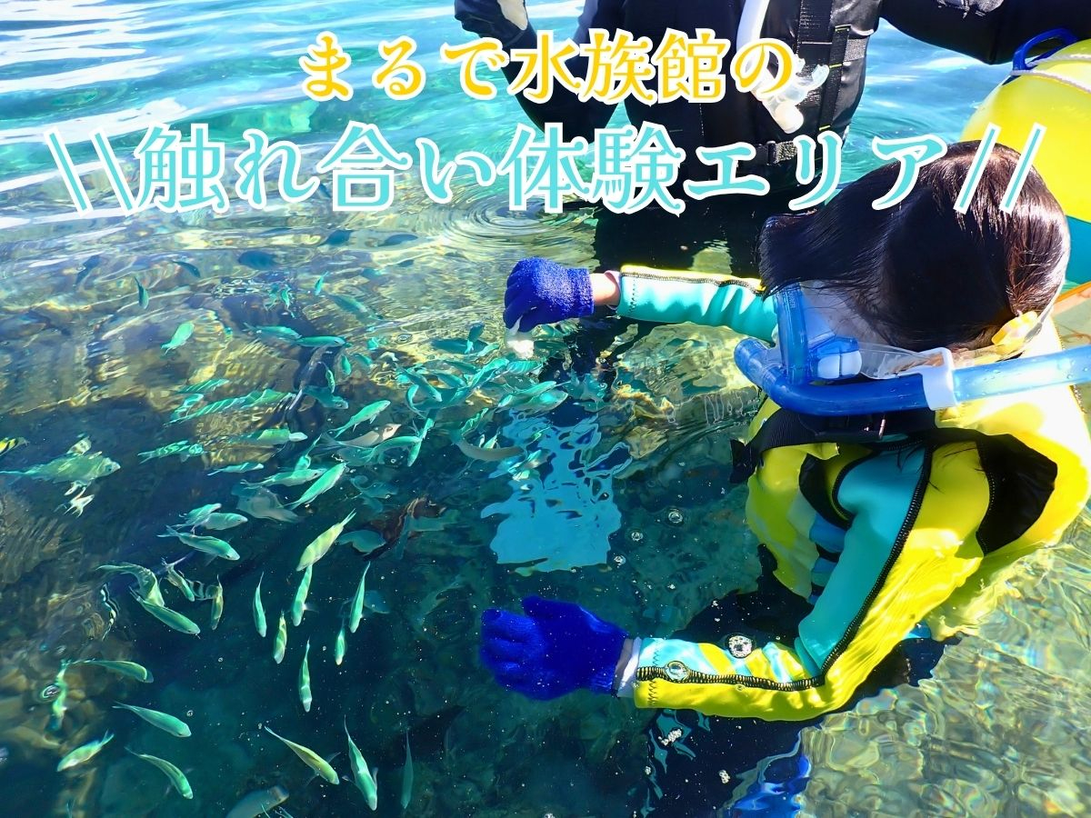 年齢問わず楽しめるエサやり体験をして、お魚さんと触れ合いタイム♪