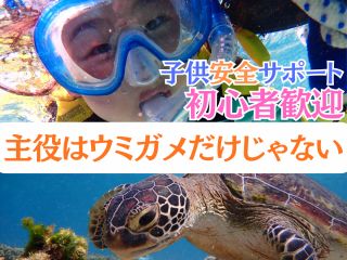 主役はウミガメだけじゃない