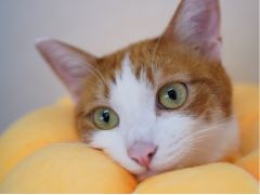 猫カフェ Nyanny 予約 アクセス 割引クーポン じゃらんnet 猫カフェ Nyanny 予約 アクセス 割引クーポン じゃらんnet