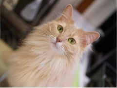 猫カフェ Nyanny 予約 アクセス 割引クーポン じゃらんnet 猫カフェ Nyanny 予約 アクセス 割引クーポン じゃらんnet
