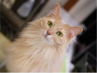 猫カフェ 土日限定プラン ネコ達とまったり1時間ふれあい 神戸 Jr元町駅から徒歩2分 カップル 女性にもお勧め 猫カフェ Nyanny じゃらん遊び体験