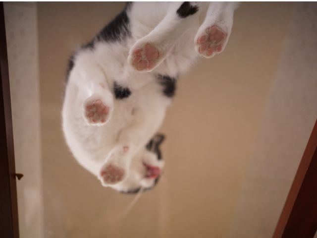 猫カフェ 土日限定プラン ネコ達とまったり1時間ふれあい 神戸 Jr元町駅から徒歩2分 カップル 女性にもお勧め 猫カフェ Nyanny じゃらん遊び体験 猫カフェ 土日限定プラン ネコ達とまったり1時間ふれあい 神戸 Jr元町駅から徒歩2分 カップル 女性にもお勧め 猫カフェ Nyanny じゃらん遊び体験