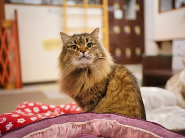 猫カフェ 土日限定プラン ネコ達とまったり1時間ふれあい 神戸 Jr元町駅から徒歩2分 カップル 女性にもお勧め 猫カフェ Nyanny じゃらん遊び体験 猫カフェ 土日限定プラン ネコ達とまったり1時間ふれあい 神戸 Jr元町駅から徒歩2分 カップル 女性にもお勧め 猫カフェ Nyanny じゃらん遊び体験