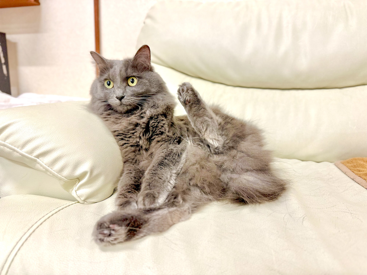 おちゃめなレオンくん♪