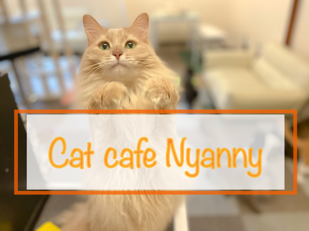 看板ネコのサラちゃん♪