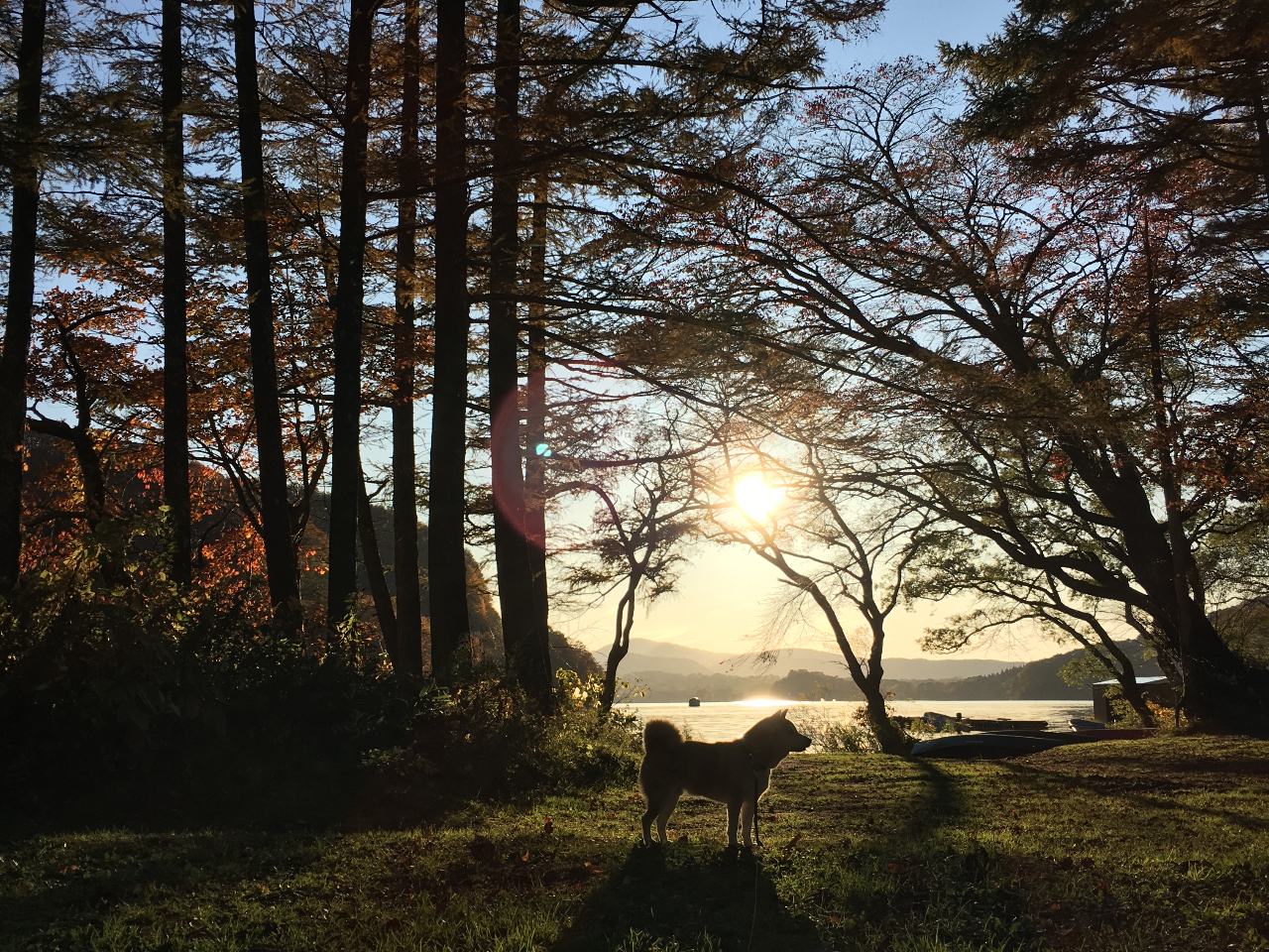 A place that dogs also love