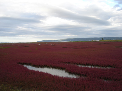 能取湖のサンゴ草