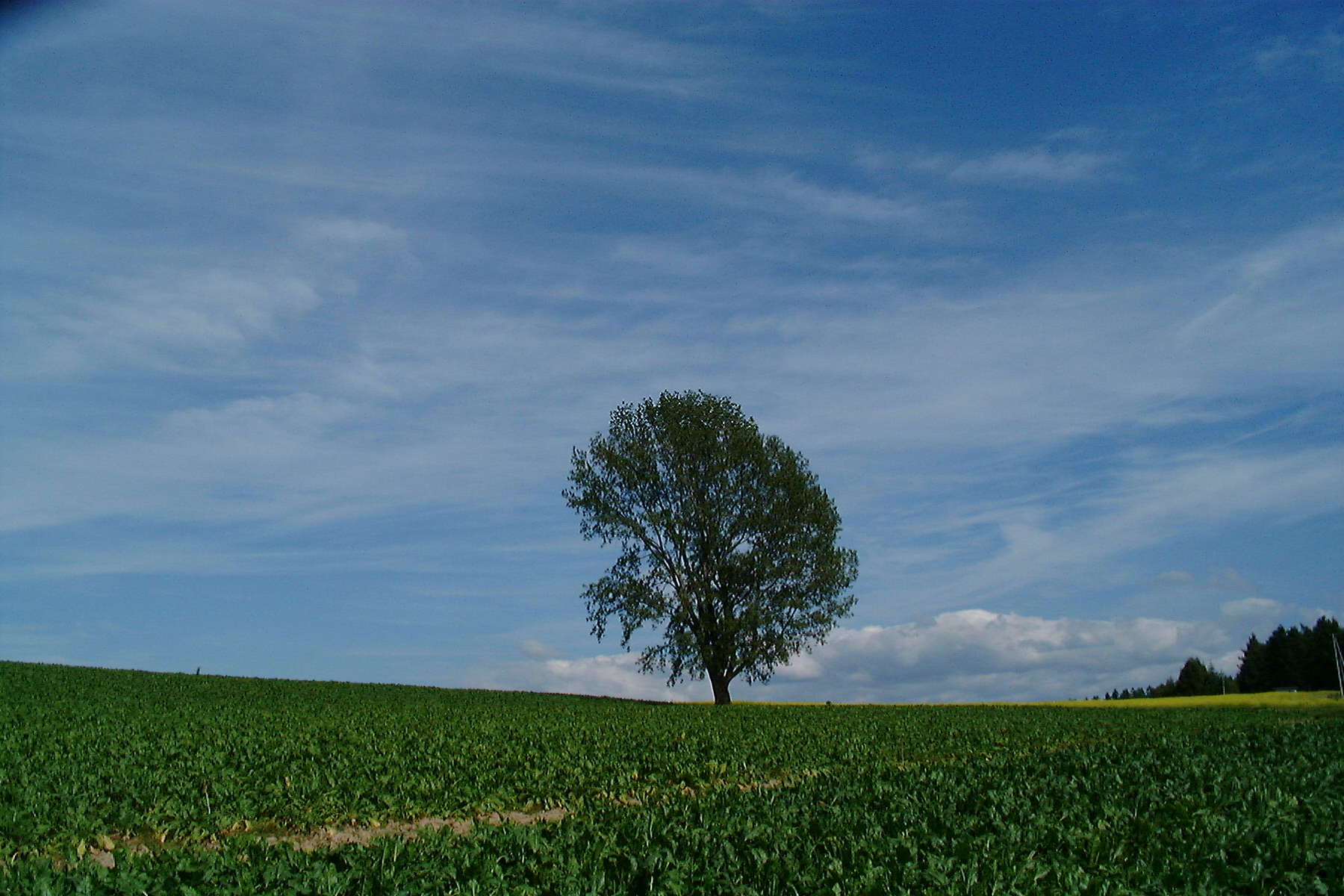 札幌市内(発)(着) 北海道大地と花コース★「富良野・美瑛(9時間コース)」