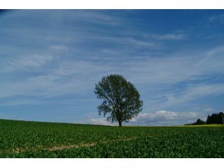 美瑛パッチワークの丘