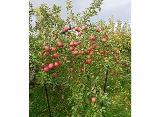山形 上山温泉 りんご狩り もぎ取り食べ放題 コロナウイルス対策中 木村観光果樹園 じゃらん遊び体験 山形 上山温泉 りんご狩り もぎ取り食べ放題 コロナウイルス対策中 木村観光果樹園 じゃらん遊び体験