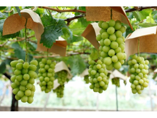 人気爆発中!シャインマスカット狩り♪