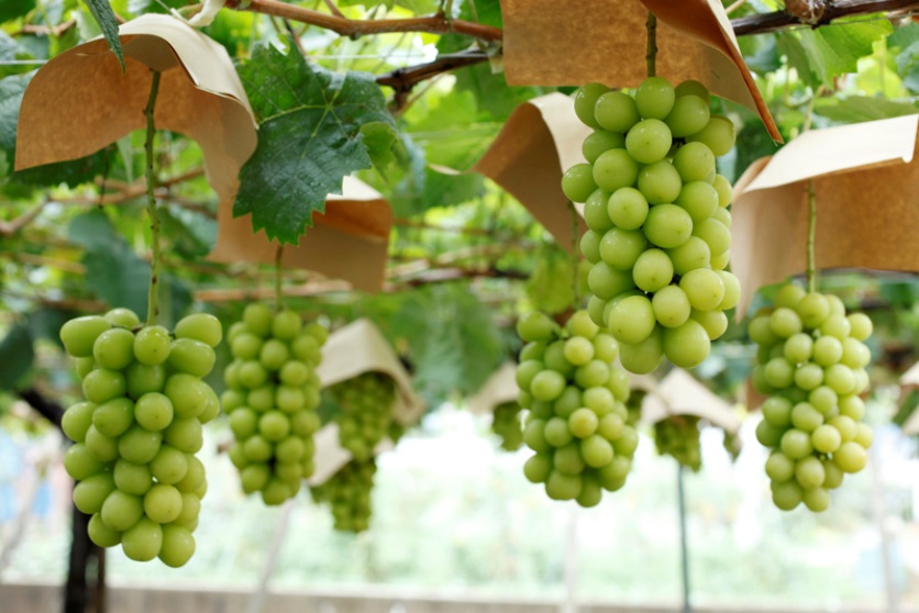 人気爆発中!シャインマスカット狩り♪