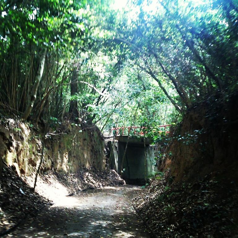 ジャングルロード