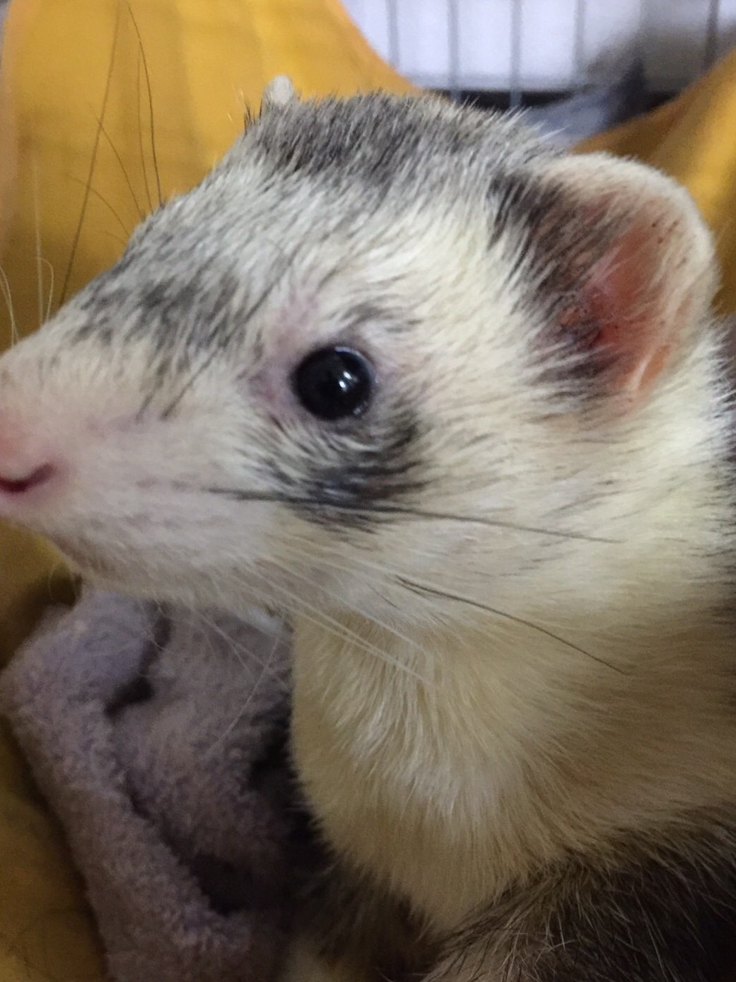 嬉しい貸切プラン 通常10種類以上の動物達と触れ合える まるで動物園のようなカフェ 中目黒駅より徒歩5分 ドリンク付き 平日2時間コース どうぶつcafe どうぶつとお友だち じゃらん遊び体験 嬉しい貸切プラン 通常10種類以上の動物達と触れ合える まるで動物園のようなカフェ 中目黒駅より徒歩5分 ドリンク付き 平日2時間コース どうぶつcafe どうぶつとお友だち じゃらん遊び体験