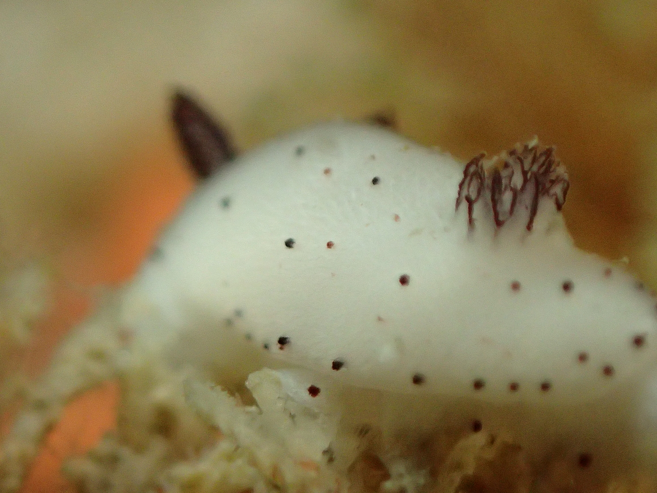 ゴマフビロードウミウシ(シロゴマ)おしりからのアングル最高〜