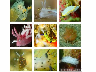 瀬戸内 ファンダイビング 水中世界を楽しもう! マクロ生物中心のガイドとなります ウミウシを沢山ご案内させて頂きます。(12月〜5月がメインシーズン)