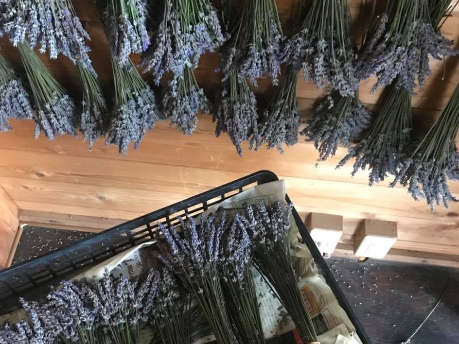 ラベンダー摘み取り体験 6月下旬 7月中旬 広大なハーブ畑に咲く ラベンダー の摘み取り体験 体験後はハーブティーをご用意 ラベンダーの甘い香りと美しい景色で癒しのひと時をお楽しみ下さい ハーブ農園 ペザン じゃらん遊び体験