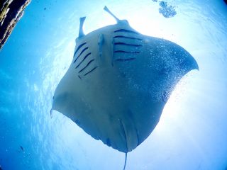 ダイビングライセンスを取得して、世界中の海へ!!