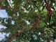 佐藤錦・紅秀峰を育てています
