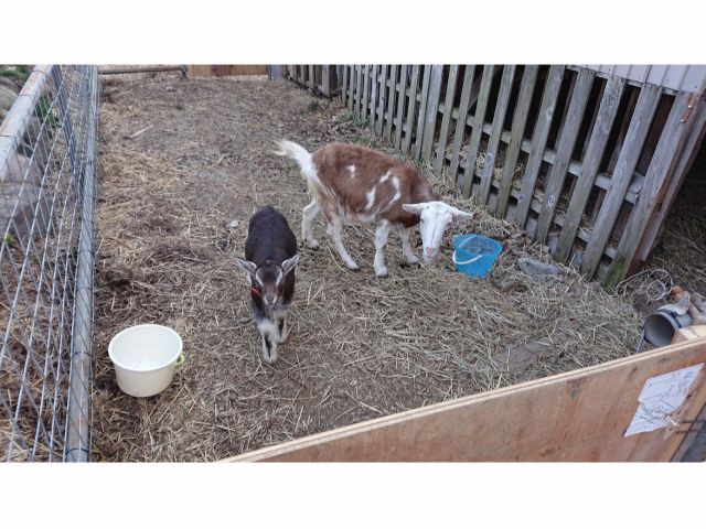 トカラヤギの親子がいます。